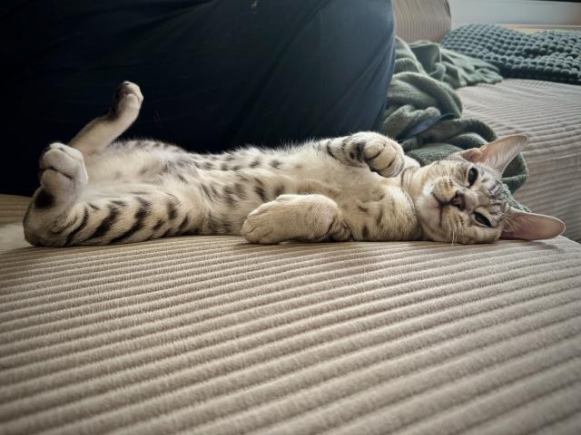 Een grijze kat ligt op zijn rug op een bed met een groene deken, ontspannen en met zijn poten omhoog.