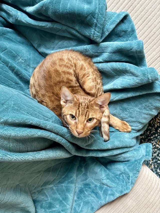 Een oranje kat ligt opgerold in een blauwe, zachte deken op een beige bank.