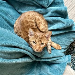 Een oranje kat ligt opgerold in een blauwe, zachte deken op een beige bank.