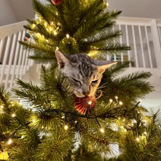 Een grijze kat klimt in een versierde kerstboom met lichtjes en rode ornamenten, nieuwsgierig naar de decoraties.