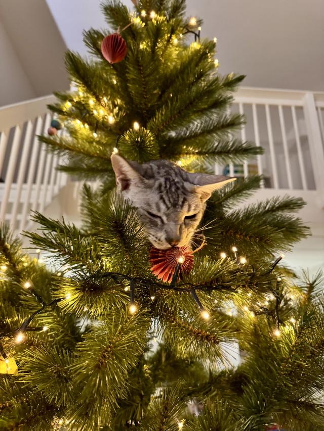 Een grijze kat klimt in een versierde kerstboom met lichtjes en rode ornamenten, nieuwsgierig naar de decoraties.