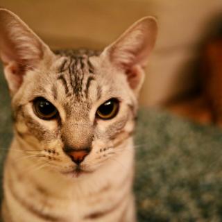 Een grijze kat met grote oren zit op een groen kleed en kijkt naar de camera.