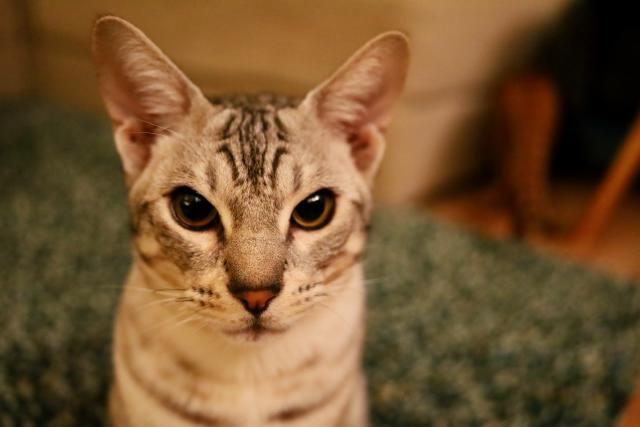 Een grijze kat met grote oren zit op een groen kleed en kijkt naar de camera.