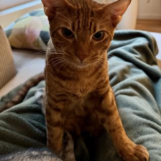 Een bruine kat met gestreepte vacht zit op een groene deken in een zonnige kamer.