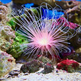 Een roze zeeanemoon met lange tentakels tussen kleurrijke koralen in een aquarium.