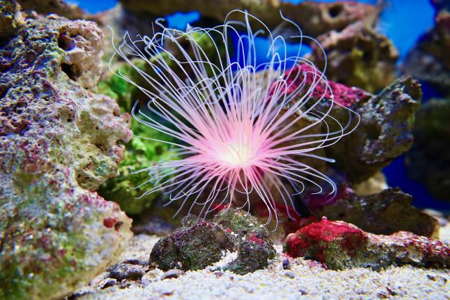 Een roze zeeanemoon met lange tentakels tussen kleurrijke koralen in een aquarium.