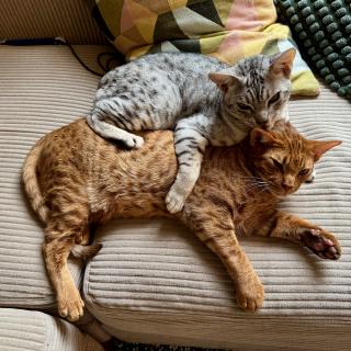 Twee katten liggen knus op een beige bank. De grijze kat ligt bovenop de oranje kat, beide ontspannen en tevreden.