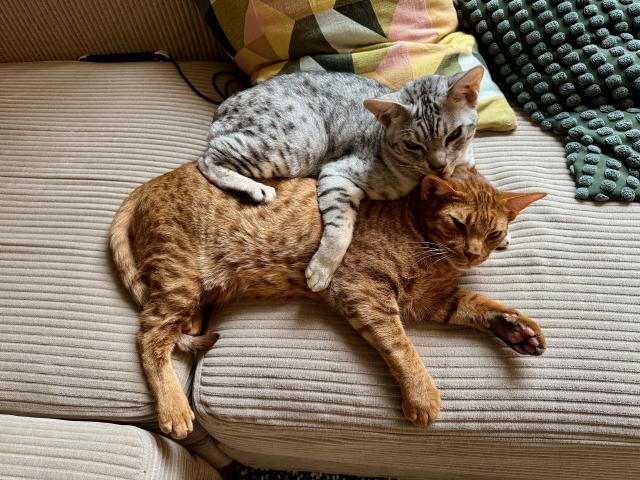 Twee katten liggen knus op een beige bank. De grijze kat ligt bovenop de oranje kat, beide ontspannen en tevreden.