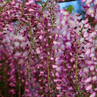 Hangende trossen roze en witte bloemen tegen een blauwe lucht.