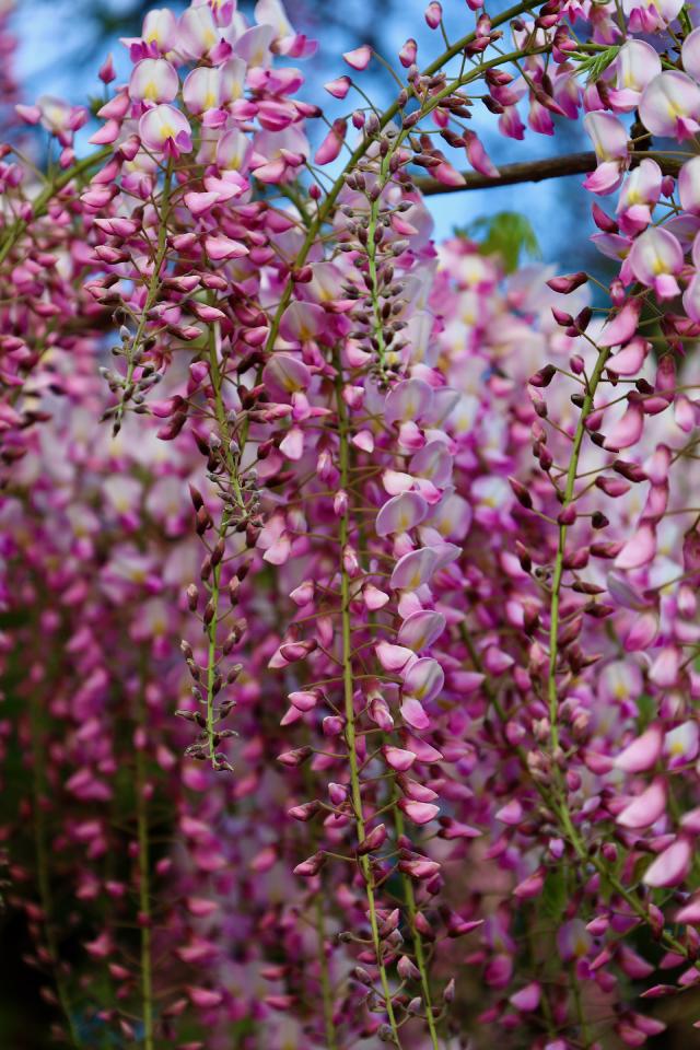 Hangende trossen roze en witte bloemen tegen een blauwe lucht.