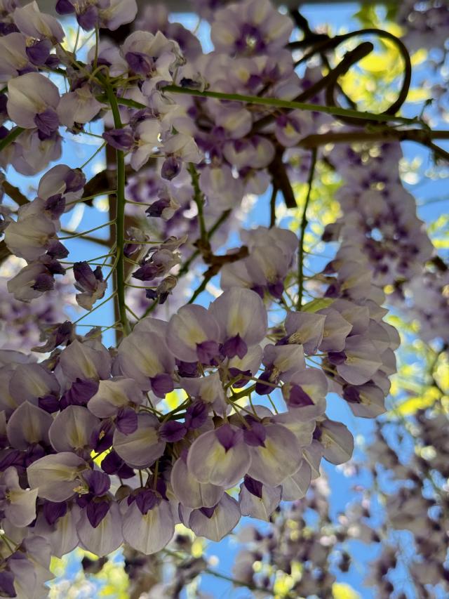 Lila en witte bloemen hangen aan takken tegen een blauwe lucht.