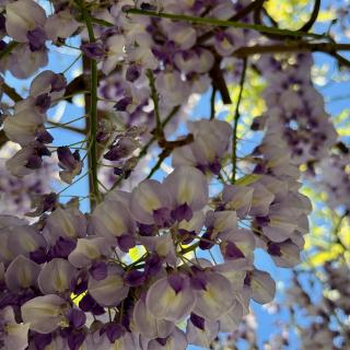 Lila en witte bloemen hangen aan takken tegen een blauwe lucht.