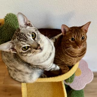 Twee katten in een kleurrijke kattenboom, een grijze met witte borst en een rode, kijken nieuwsgierig naar de camera.
