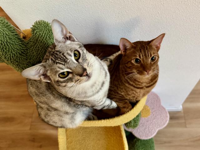 Twee katten in een kleurrijke kattenboom, een grijze met witte borst en een rode, kijken nieuwsgierig naar de camera.