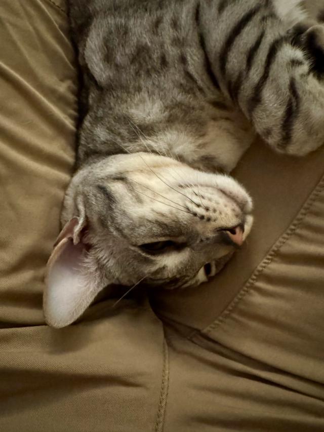 Een grijze Ocicat kat ligt op zijn rug tussen twee benen.