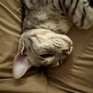 Een grijze Ocicat kat ligt op zijn rug tussen twee benen.