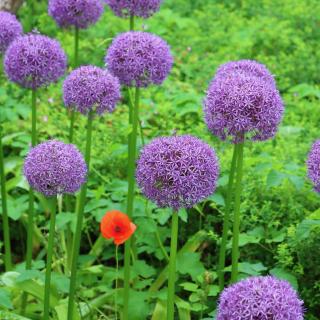 Paarse alliums en een enkele rode papaver in een groene tuin.