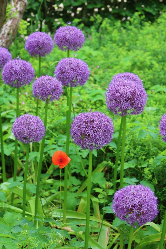 Paarse alliums en een enkele rode papaver in een groene tuin.