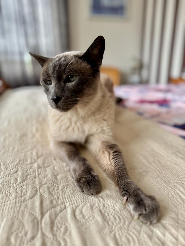 Een Siamese kat met grijze punten ligt op een beige beddeken, kijkend naar de camera met een ontspannen houding.