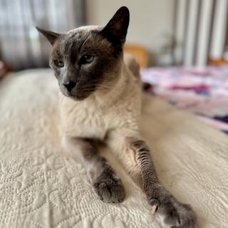 Een Siamese kat met grijze punten ligt op een beige beddeken, kijkend naar de camera met een ontspannen houding.