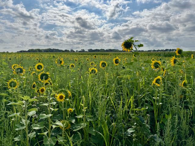 Een veld met hoge zonnebloemen onder een bewolkte hemel.
