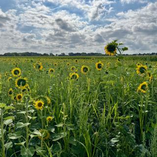 Een veld met hoge zonnebloemen onder een bewolkte hemel.