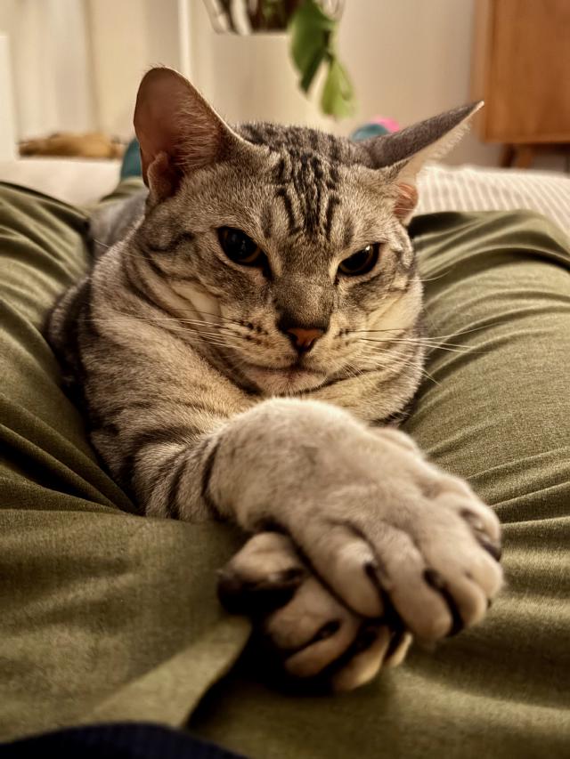 Grijze kat met witte poot op een groene broek, kijkend naar de camera met een ontspannen uitdrukking.
