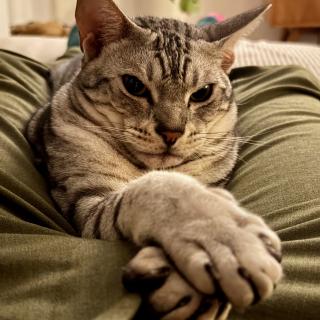 Grijze kat met witte poot op een groene broek, kijkend naar de camera met een ontspannen uitdrukking.
